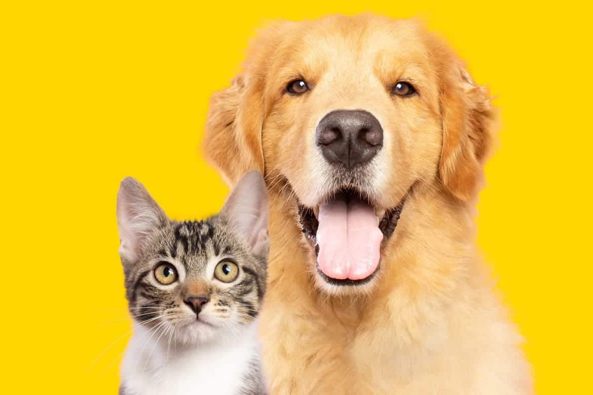 global pet foods newmarket plaza