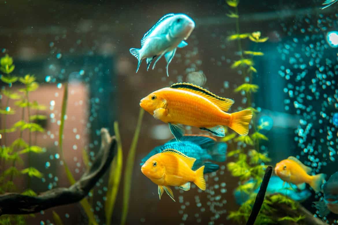 Big Al's Aquarium Supercentre