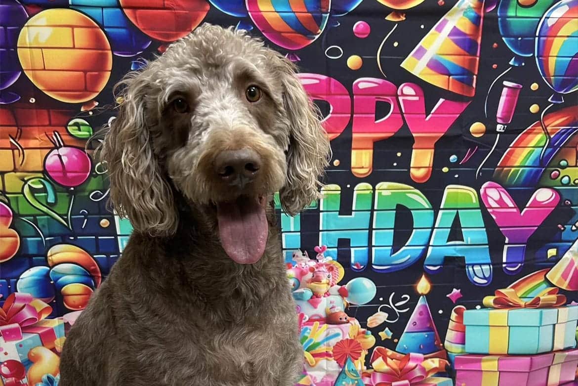 K9 to 5 Doggie Daycare Newmarket